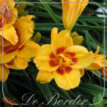 Hemerocallis 'Black Eyed Susan'