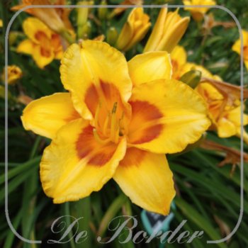 hemerocallis-blackberry-sherbert-196 Hemerocallis 'Blackberry Sherbert'