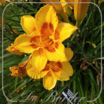 hemerocallis-blackberry-sherbert-931 Hemerocallis 'Blackberry Sherbert'