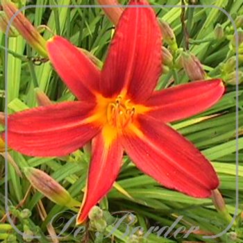 Hemerocallis 'Blaze of Fire'