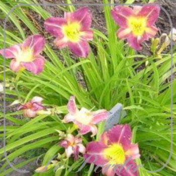 Hemerocallis 'Blue Sheen'