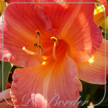 Hemerocallis 'Brilliant Cherry'