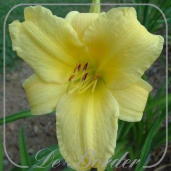Hemerocallis 'Buttercup Parade'