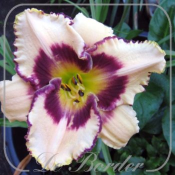 Hemerocallis 'Canadian Border Patrol'