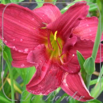 Hemerocallis 'Carolina Cranberry'