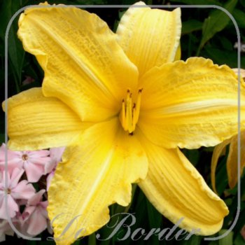 Hemerocallis 'Carthage'