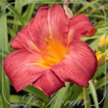 Hemerocallis 'Cherry Cheeks'