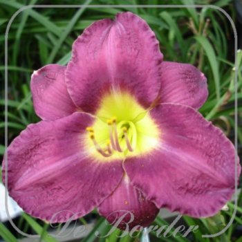 Hemerocallis 'Chicago Royal Robe'