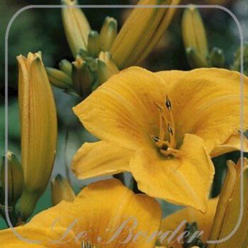 Hemerocallis 'Chicago Sunrise'