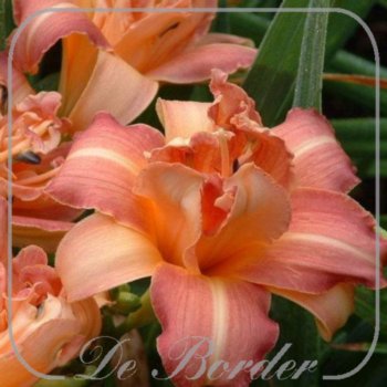 Hemerocallis 'Chum'
