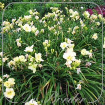 Hemerocallis 'Cool It'