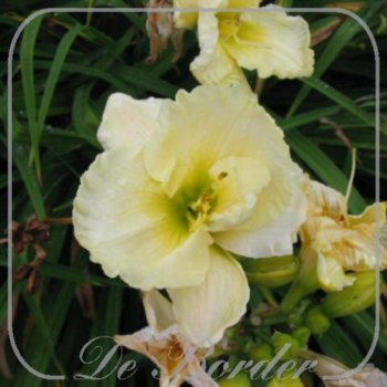 Hemerocallis 'Cool It'