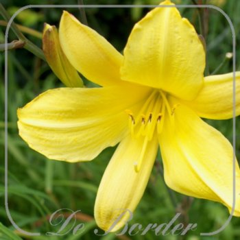 Hemerocallis 'Corky'