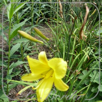 Hemerocallis 'Corky'