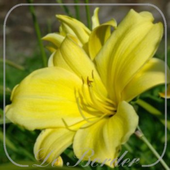 Hemerocallis 'Cream Drop'