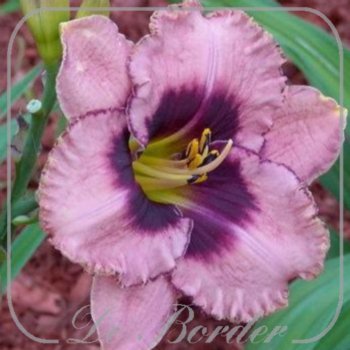 Hemerocallis 'Daring Deception'