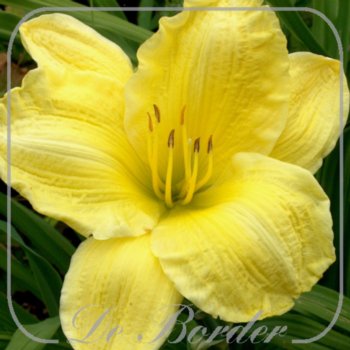 Hemerocallis 'D'Elegance'