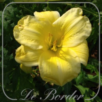 Hemerocallis 'D'Elegance'