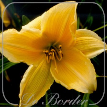 Hemerocallis 'Diamond Head'