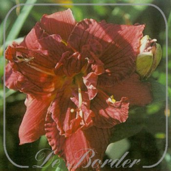 Hemerocallis 'Double Cranberry Ruffles'