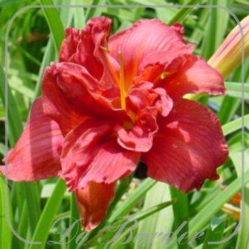 Hemerocallis 'Double Firecracker'