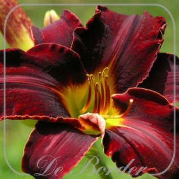 Hemerocallis 'Ed Murray'