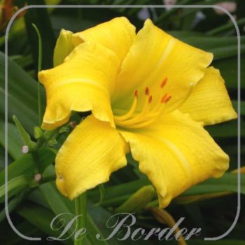 Hemerocallis 'Eenie Weenie'