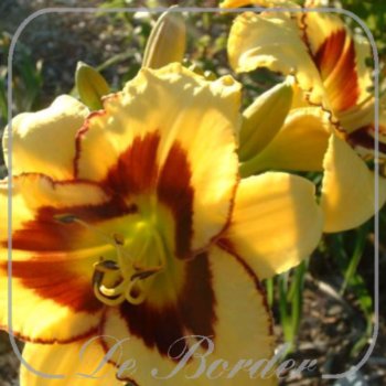 Hemerocallis 'El Desperado'