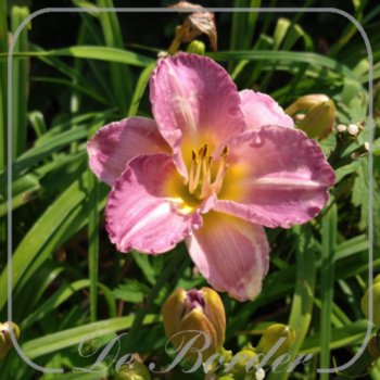 Hemerocallis 'Entrapment'