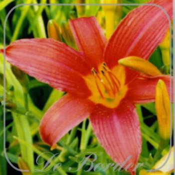 Hemerocallis 'Evelyn Claar'
