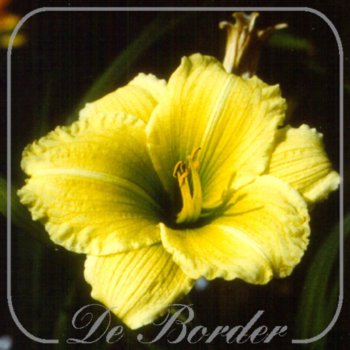 Hemerocallis 'Flamboyant Show'