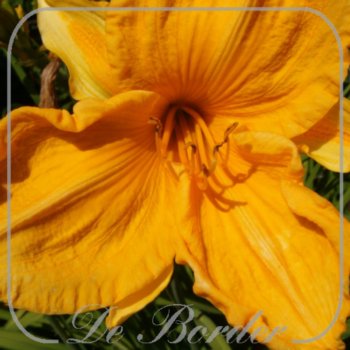 Hemerocallis 'Fritz Rohweder'