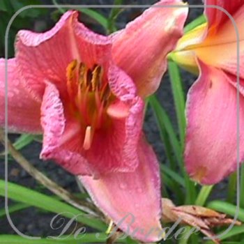 Hemerocallis 'Gloria Ritchy'