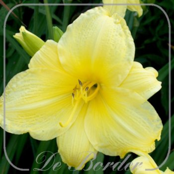 Hemerocallis 'Gold Cap'