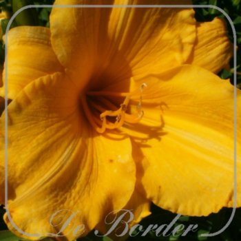 Hemerocallis 'Gold Display'