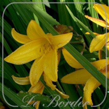 Hemerocallis 'Gold Dust'