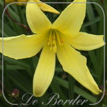 Hemerocallis 'Golden Chimes'