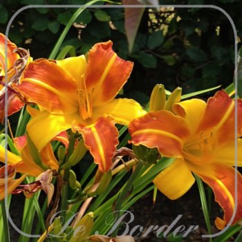 Hemerocallis 'Golden Scepter'