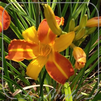 Hemerocallis 'Golden Scepter'