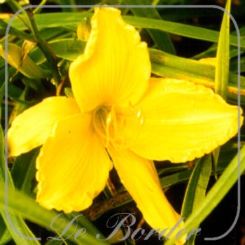 Hemerocallis 'Ground Master'