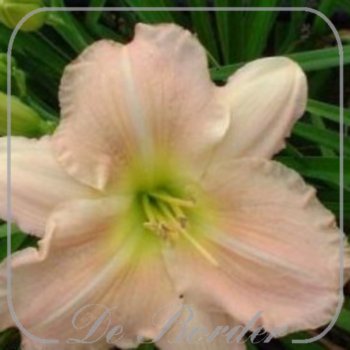 Hemerocallis 'Hazel Monette'