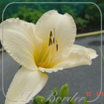 Hemerocallis 'Helle Berlinerin'