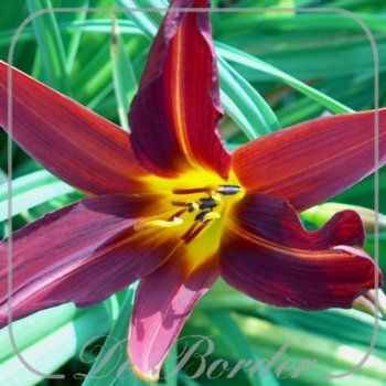Hemerocallis 'Hercules'