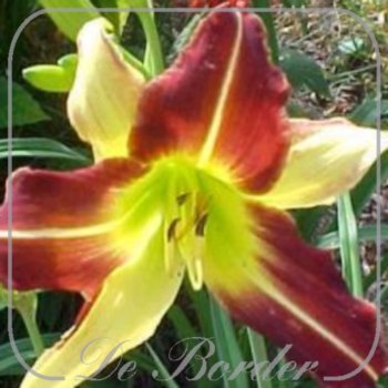 Hemerocallis 'Howdy'