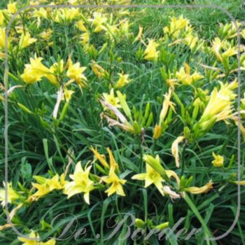 Hemerocallis 'Hyperion'
