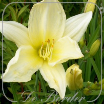 Hemerocallis 'Icecap'