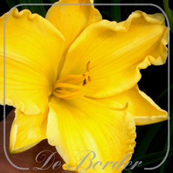 Hemerocallis 'Impressive Sight'