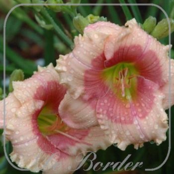 Hemerocallis 'Janice Brown'