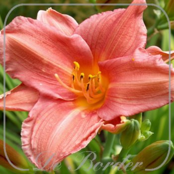 Hemerocallis 'Joyful Elf'