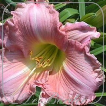 Hemerocallis 'Joyfull Occasion'